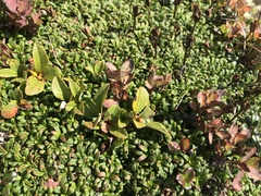Salix uva-ursi