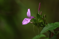 Dicliptera bupleuroides