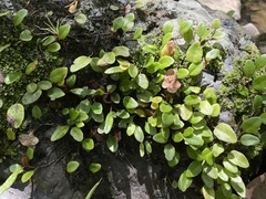 Microgramma piloselloides