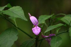 Dicliptera bupleuroides