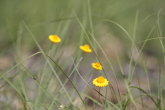 Leucochrysum albicans