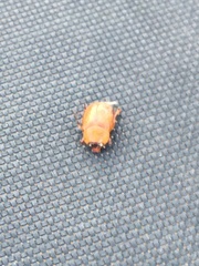 Cyclocephala melanocephala