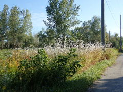 Miscanthus sacchariflorus