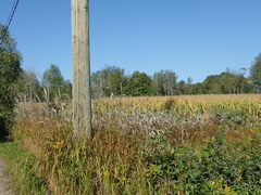 Miscanthus sacchariflorus