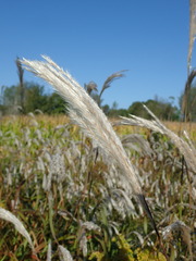 Miscanthus sacchariflorus