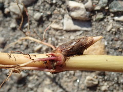 Miscanthus sacchariflorus