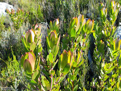 Leucadendron microcephalum