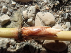 Miscanthus sacchariflorus