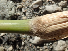 Miscanthus sacchariflorus