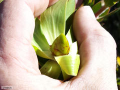 Leucadendron microcephalum