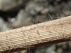 Miscanthus sacchariflorus