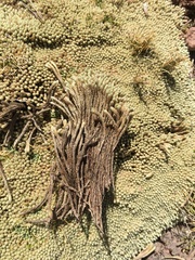 Pycnophyllum