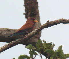 Eurystomus glaucurus suahelicus