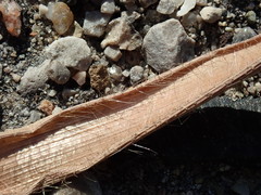 Miscanthus sacchariflorus