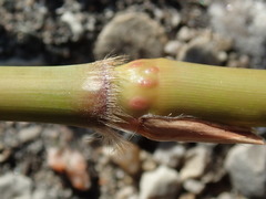 Miscanthus sacchariflorus