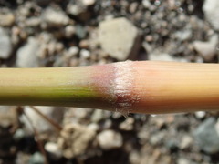 Miscanthus sacchariflorus