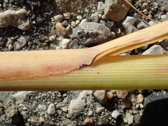 Miscanthus sacchariflorus