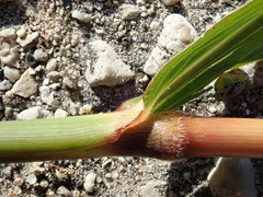 Miscanthus sacchariflorus