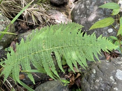 Amauropelta balbisii