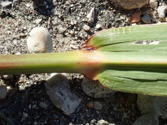 Miscanthus sacchariflorus
