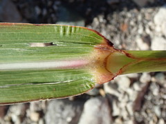 Miscanthus sacchariflorus