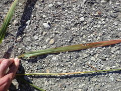 Miscanthus sacchariflorus