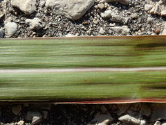 Miscanthus sacchariflorus