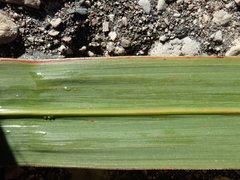 Miscanthus sacchariflorus