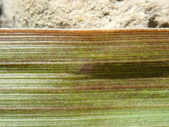 Miscanthus sacchariflorus