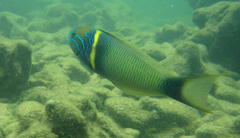 Thalassoma hebraicum