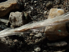 Miscanthus sacchariflorus