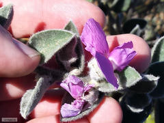 Podalyria hirsuta