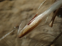 Miscanthus sacchariflorus