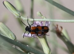 Eupompha elegans