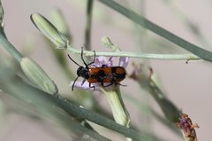 Eupompha elegans