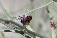 Eupompha elegans