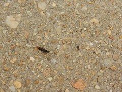 Platydracus mysticus