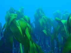 Laminaria pallida
