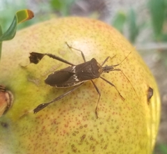 Leptoglossus zonatus