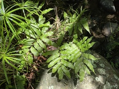 Meniscium reticulatum