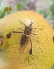 Leptoglossus zonatus