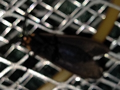 Cisseps fulvicollis