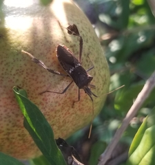 Leptoglossus zonatus