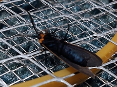 Cisseps fulvicollis