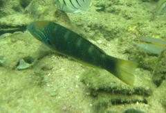 Thalassoma hebraicum