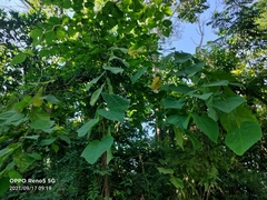 Ampelocissus cinnamomea