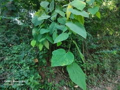 Ampelocissus cinnamomea