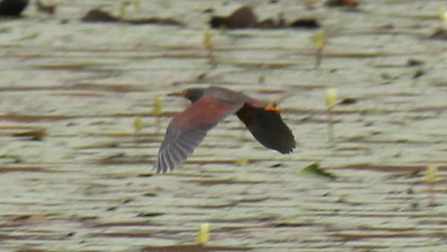 Rufous-bellied Heron