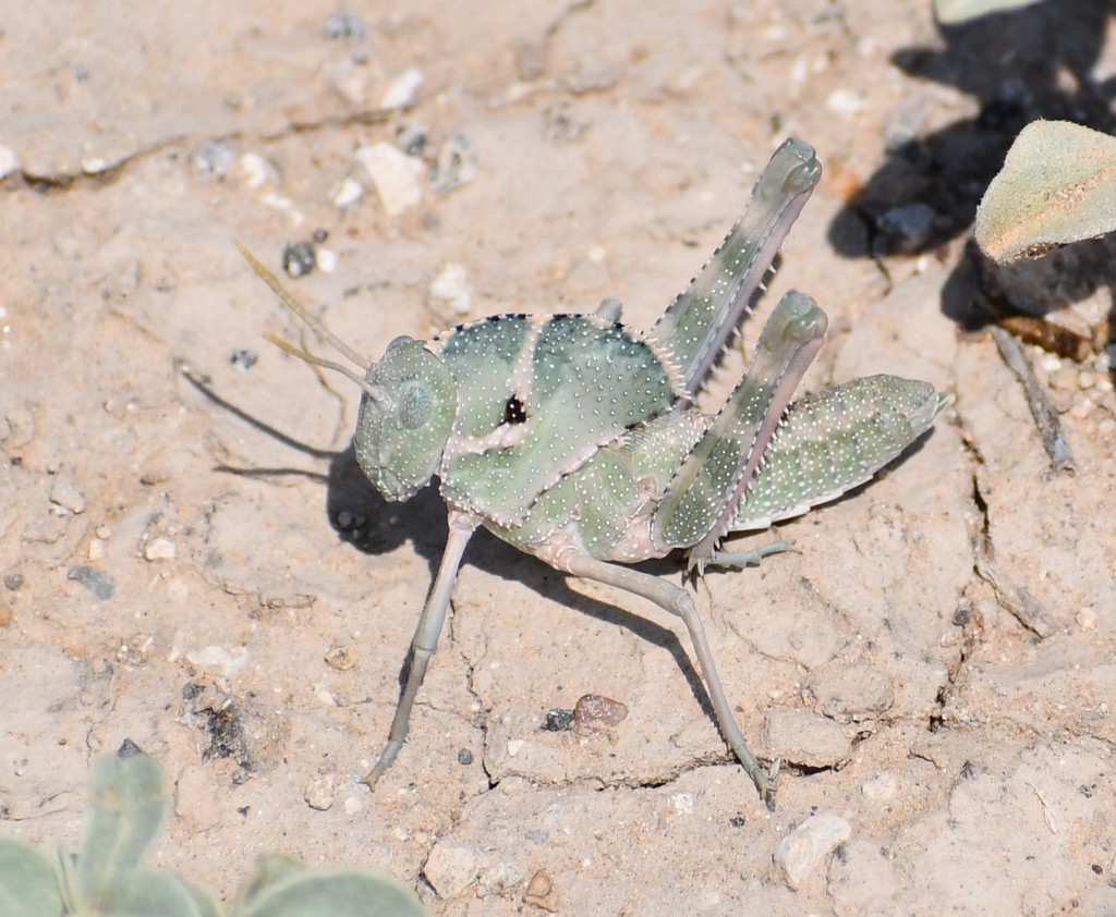 Tropidolophini