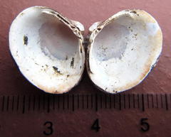 Corbicula fluminalis